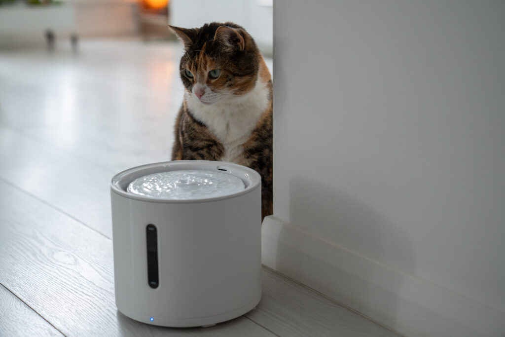 curious cat sits with smart drinking fountain that owner bought him to prevent urinary tract disease