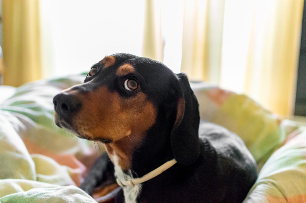 adorable brown dog lying on a bed with its ears down