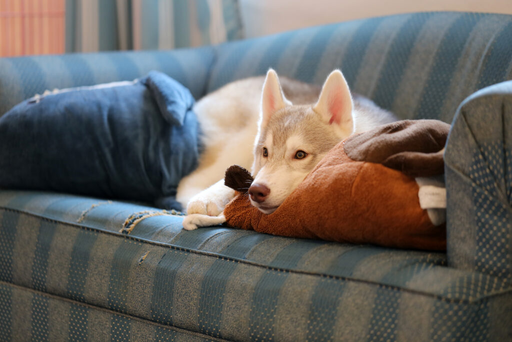 smart pet camera monitoring husky resting on couch